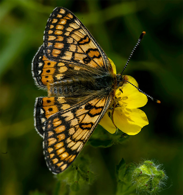 Eurodryas aurinia-papillon-entomologie-allemagne-blog-maunakea